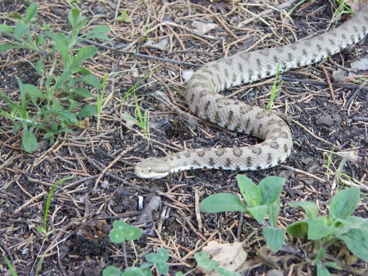 serpenti vari e tarta